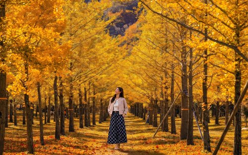 Ημερήσια εκδρομή στο δάσος Ginkgo του Χονγκτσέον και στον κόσμο των αλπακά το φθινόπωρο