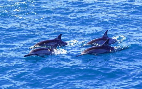 Kona Afternoon Snorkel and Dolphin Watching Cruise