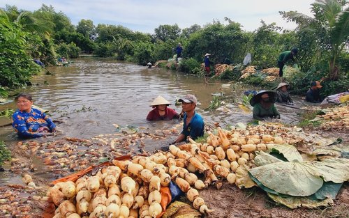 Visite d'une demi-journée du marché du royaume de Mam de la ville de Chau Doc avec promenade en Xe Loi
