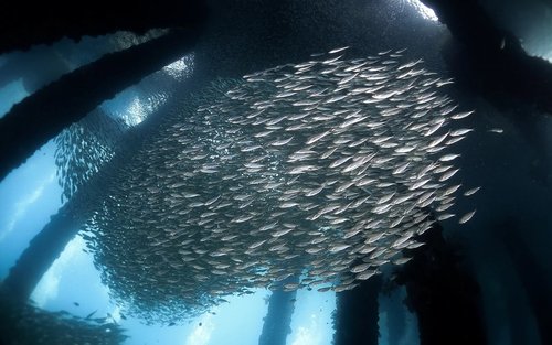 刁曼岛高级开放水域潜水体验（PADI五星级潜水中心）
