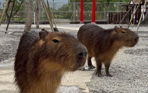 Yilan Zhang Mei Grandma Farm Tickets