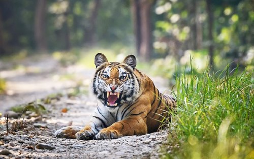 From Kathmandu/Pokhara: Chitwan Jungle Safari Tour 2N/3D