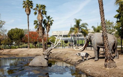 Billet til La Brea Tar Pits and Museum i Los Angeles