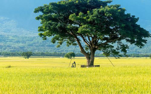 Taitung Indigenous Culture, Mr. Brown Avenue, and Liyutan Day Tour