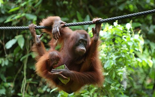 2D1N Stay at Sepilok Jungle Resort with Sepilok Wlidlife Tour in Sandakan