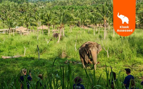 Living Green Elephant Sanctuary Chonburi From Bangkok or Pattaya