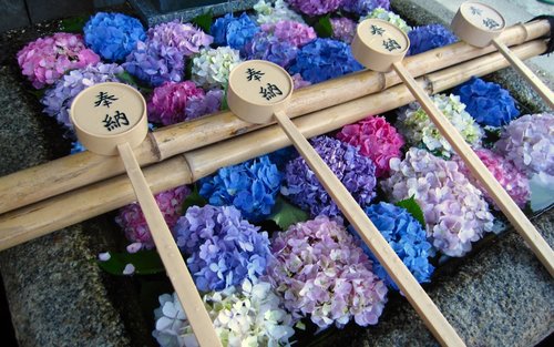 Excursion privée d'une journée à Kyoto : floraison d'hortensias et temples