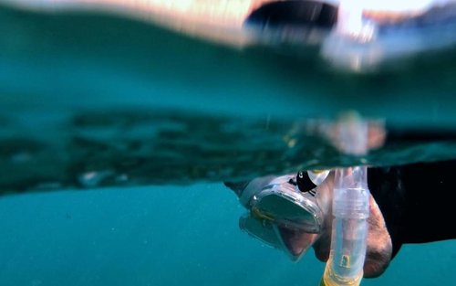 大加那利岛海岸探索：浮潜之旅（PADI 5星潜水中心）