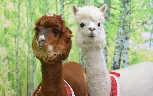 Alpaca Petting Experience in Tokyo【Alpaca Petting Park】
