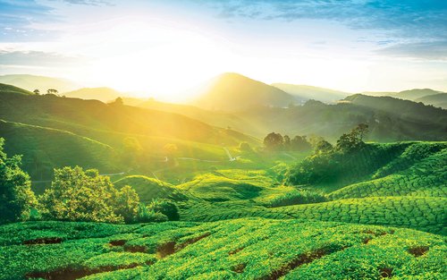 Cameron Highland Private Day Tour from Kuala Lumpur