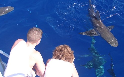 North Shore Shark Cage Diving Adventure in Oahu, Hawaii