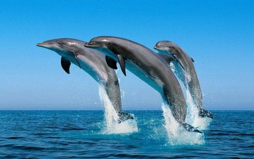 Muscat Dolphin Watching and Snorkeling Half-Day Tour
