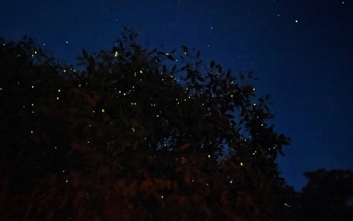 Tour guidato delle lucciole e delle Blue Tears di Kuala Selangor con cena