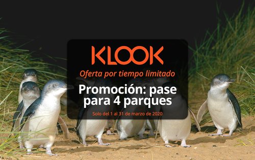 Boleto para el desfile de pingüinos de Phillip Island