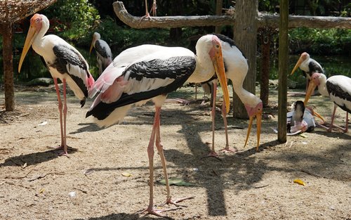 Penang Bird Park Ticket