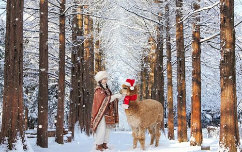 Нами / Альпака / Железнодорожный велосипед / Маленькая Франция / Утреннее спокойствие / Тур в Бегонию