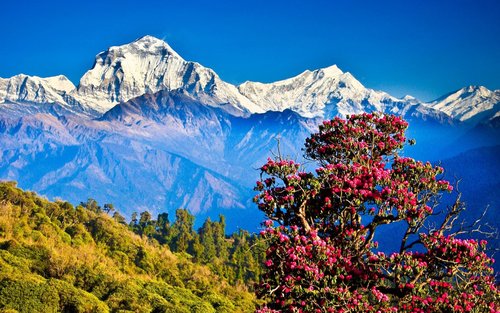 Trek Ghorepani Poon Hill