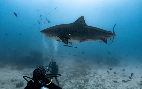 Shark Tank Diving