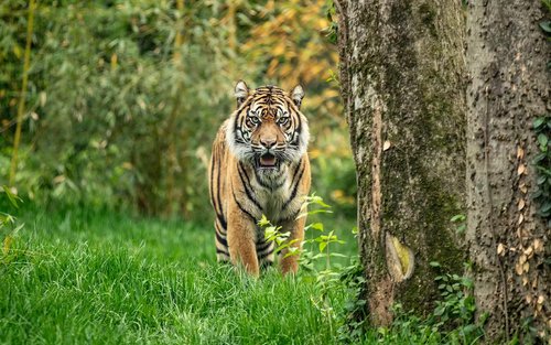 Nashville Zoo Fast Track Ticket