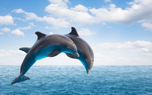 Dolphins watching experience from Muscat