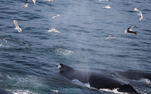 Excursión de avistamiento de ballenas en grupos pequeños en Reikiavik