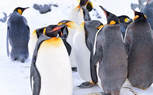 Jednodniowa wycieczka do zoo Asahiyama w Sapporo i na Taras Leśnych Elfów