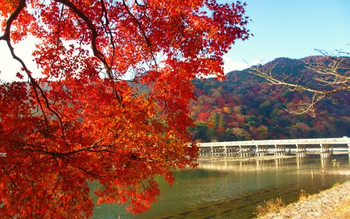 天竜寺・嵐山竹林・金閣寺 日帰りツアー（京都）