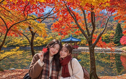 Naejangsan National Park Autumn Foliage Day Tour from Seoul / Busan
