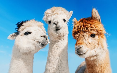 Pag-upa ng Kotse sa Seoul na may Driver papunta sa Lungsod ng Seoul / Suburb ng Seoul / Gangwon-do (Nami Island / Alpaca World / Sokcho)