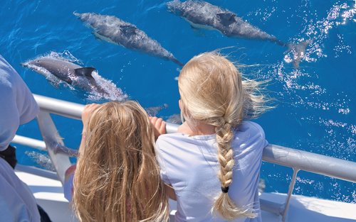 Auckland: Whales, Dolphins and Islands Cruise