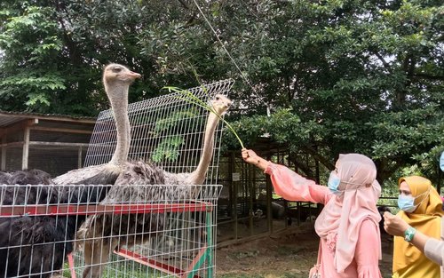 PD Ostrich Show Farm Ticket