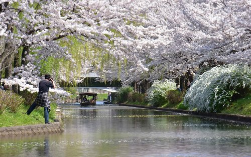 Kyoto Cherry Blossom Day Trip|Fushimi Jikkokubune Boat Ride, Seiwari-tei Cherry Blossom Tunnel, Daigo-ji Temple|Departure from Osaka/Kyoto