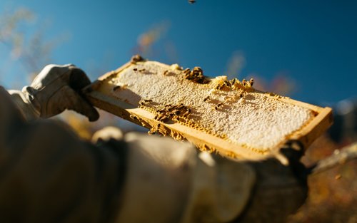 Learn about beekeeping