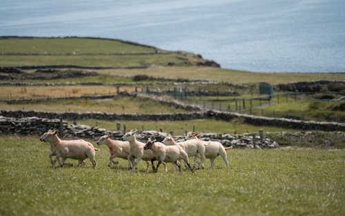 Dingle Peninsula Tour from Cork