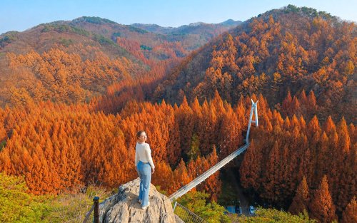 Tour Cả Ngày Rừng Jangtaesan Seoul & Tiệm Bánh Daejeon