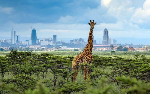 Nairobi 3 Wildlife Spots Full-Day Small Group Discovery