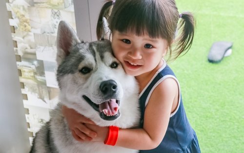 Centro de Experiencias Siberian Husky y Shiba Inu en Melaka