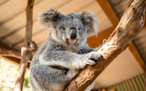 Sydneyn Siniset vuoret ja villieläinpuisto – kokopäivän pienryhmäseikkailu