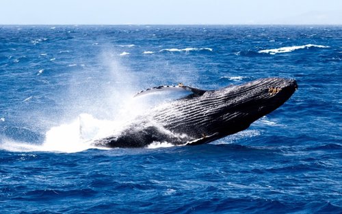 Early Bird Whale Watching in Oahu