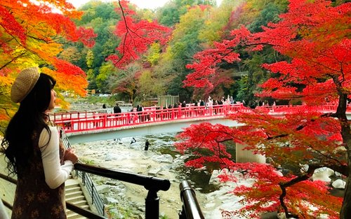 Autumn Leaves Meet Cherry Blossoms | Eihoji Temple & Shikizakura & Korankei Autumn Foliage Day Tour