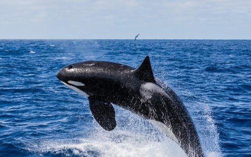 whale watching albany