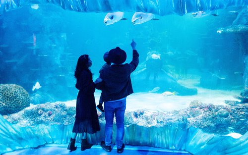 悉尼SEA LIFE水族馆门票