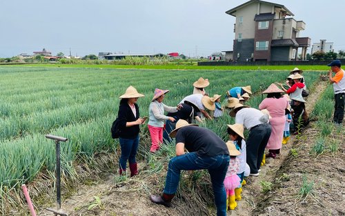 Yilan｜Azienda agricola di cipollotti Congbao｜Esperienza di raccolta e laboratorio pratico di cipollotti Sansing
