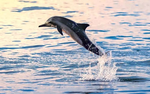 马斯喀特：赏海豚＆浮潜