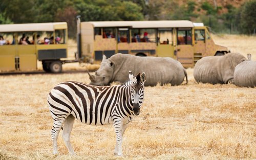 Werribee Open Range Zoo Ticket