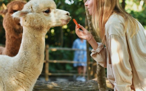 Entrada Pacha Alpaca a Nuanu Creative City Bali