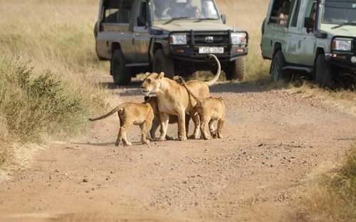 8-tägige Nairobi Masai Mara & Ol Pejeta Safari in kleiner Gruppe