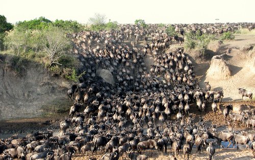 Nairobi Masai Mara Multi-Day Small Group Safari