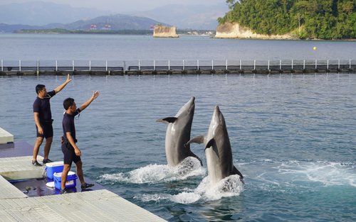 Ocean Adventure Ticket in Subic