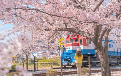 Excursión para ver los cerezos en flor de Jinhae desde Seúl